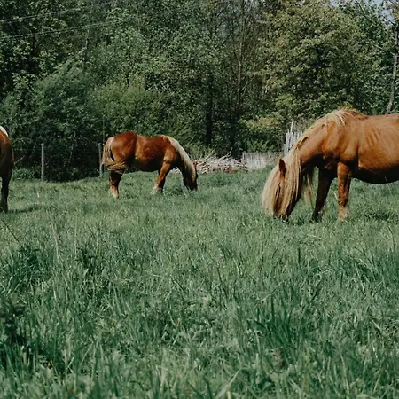 Dzikosc Orlowiec Lądek-Zdrój